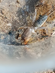 Gryllotalpa gryllotalpa