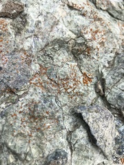 Polycauliona luteominia
