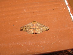 Monodecus