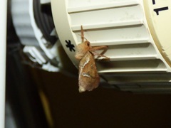 Triodia sylvina