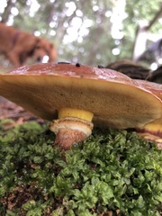 Suillus clintonianus