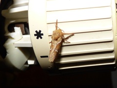 Triodia sylvina