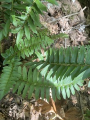 Polystichum acrostichoides