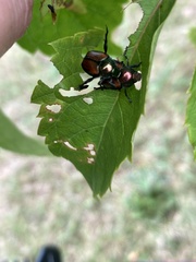Popillia japonica