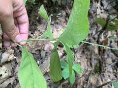 Persicaria virginiana
