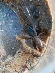 Gryllotalpa gryllotalpa