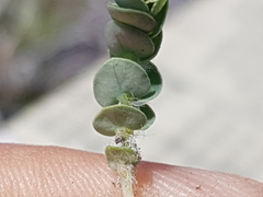 Euphorbia villifera