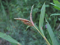 Rabdophaga terminalis