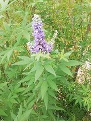 Vitex
