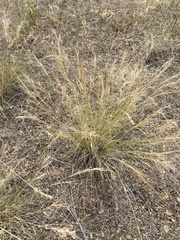 Elymus elymoides