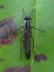 Ozodiceromyia