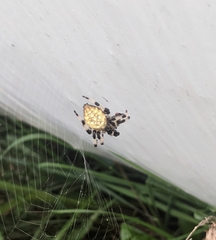 Araneus trifolium