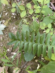 Polystichum acrostichoides
