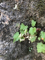 Heuchera glabra