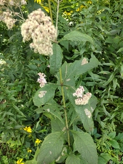 Eutrochium purpureum