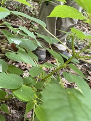 Boehmeria cylindrica