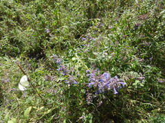 Nepeta grandiflora