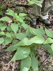 Boehmeria cylindrica