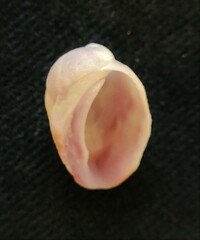 Galeropsis monodontus