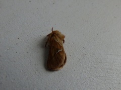 Triodia sylvina