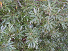 Platylophus trifoliatus