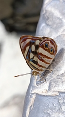 Dynamine postverta mexicana