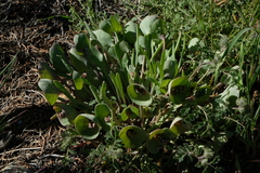 Claytonia