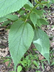 Boehmeria cylindrica