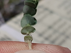 Euphorbia villifera