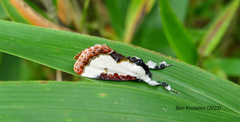 Eudryas unio