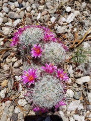 Mammillaria grahamii