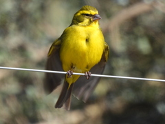 Crithagra flaviventris