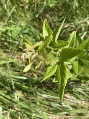 Desmodium illinoense