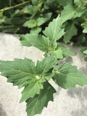 Solanum physalifolium