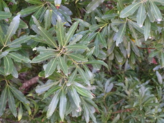 Platylophus trifoliatus