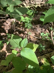 Persicaria virginiana