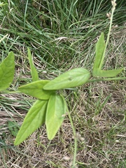 Desmodium illinoense