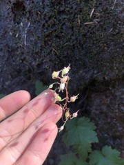 Heuchera glabra