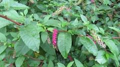 Phytolacca americana