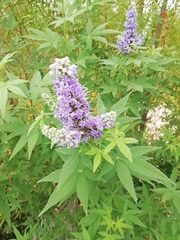 Vitex