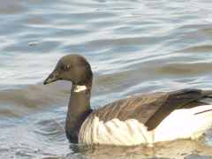 Branta bernicla
