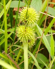 Sparganium americanum