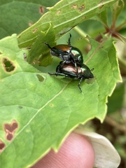Popillia japonica