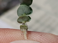 Euphorbia villifera
