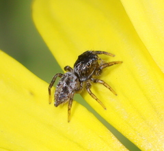 Heliophanus