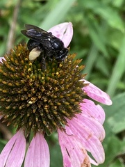 Melissodes bimaculatus