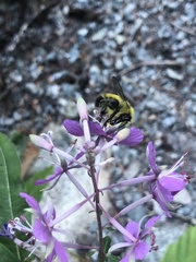 Bombus vandykei