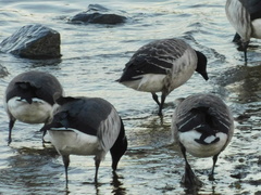 Branta bernicla
