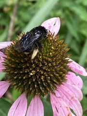 Melissodes bimaculatus