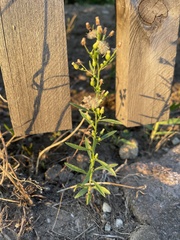 Erigeron